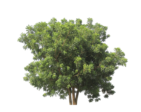 Rosewood Essential Oil (Aniba Rosaeodora)