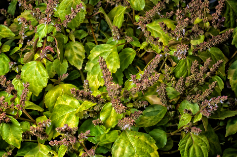 Patchouli Essential Oil (Pogostemon Cablin)