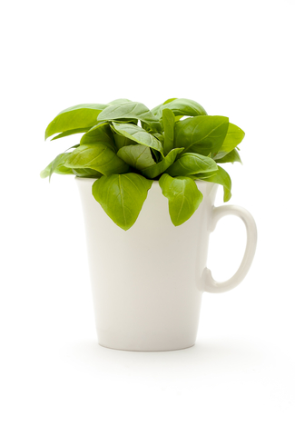 Basil Essential Oil (Ocimum Basilicum)