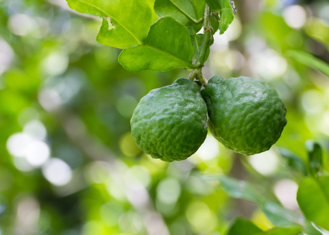 Bergamot Essential Oil (Citrus Begamia)