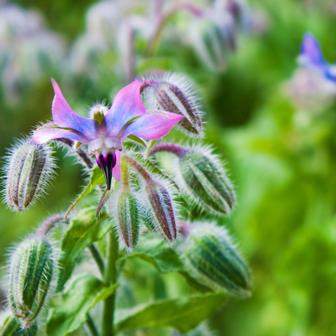 Borage Seed Oil (Borago Officianalis)