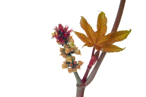 Castor Oil (Ricinus Communis)