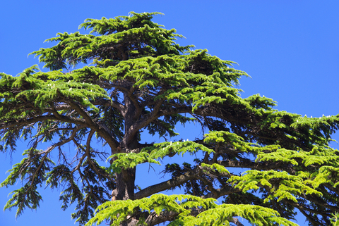 Cedarwood Essential Oil (Cedrus Atlantica)