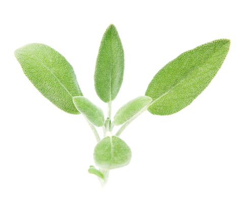 Sage Essential Oil (Salvia Offilnalis)