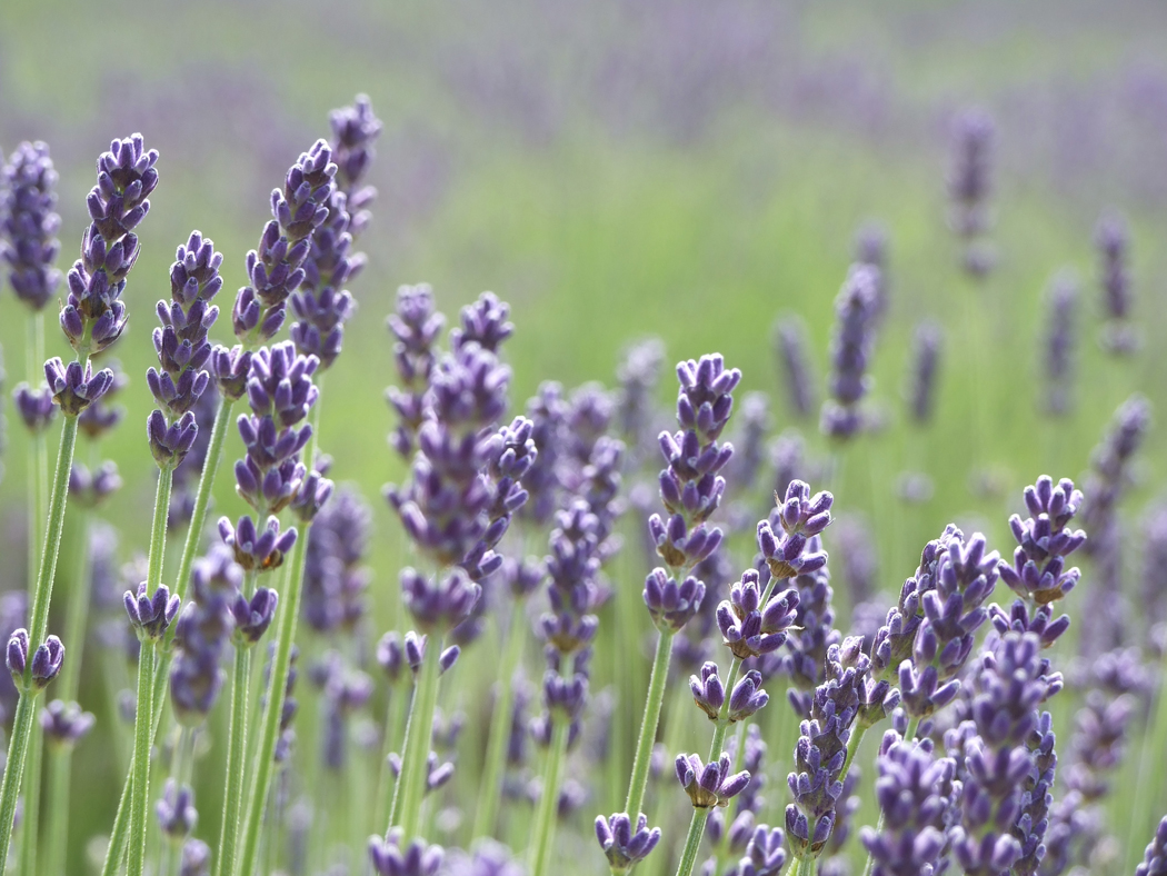 Lavender Flowers (Lavendula Angustifolia Flowers)