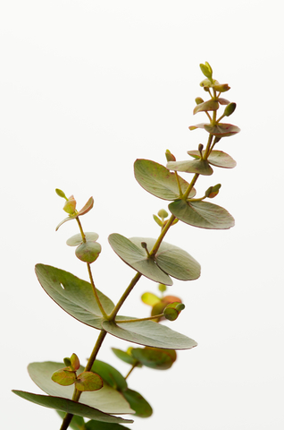 Eucalyptus Essential Oil (Eucalyptus Globulus)