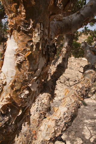 Frankincense Essential Oil (Boswellia Thurifera)