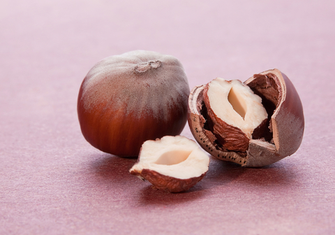 Hazelnut Oil (Corylus Avellana)