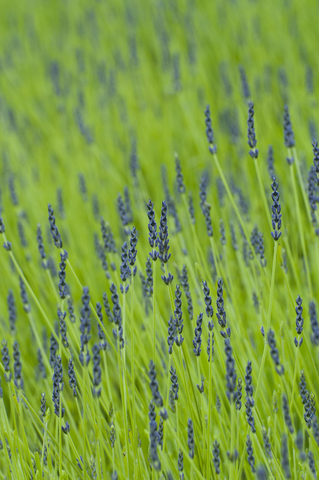 Lavender Essential Oil (Lavandula Angustifolia)