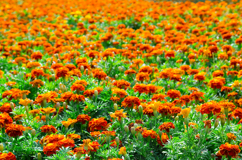 Marigold Tagetes (Tagetes Erecta)