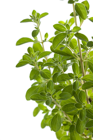 Marjoram Essential Oil (Origanum Majorana)