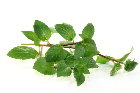 Peppermint Essential Oil (Mentha Piperita)