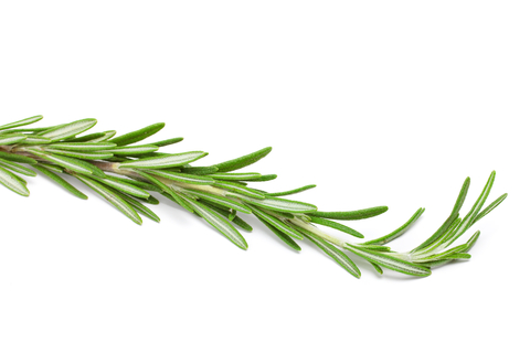 Rosemary Essential Oil (Rosmarinus Officinalls)