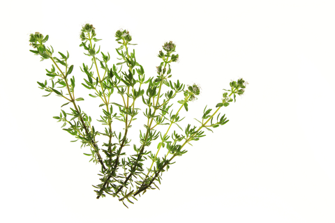 Thyme Essential Oil (Thymus Vulgaris)